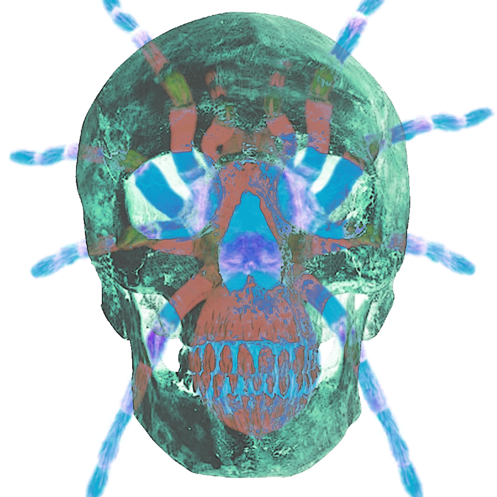 Colorful Spider Skull GIF