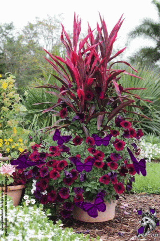 Colorful Ti Plant With Butterflies GIF