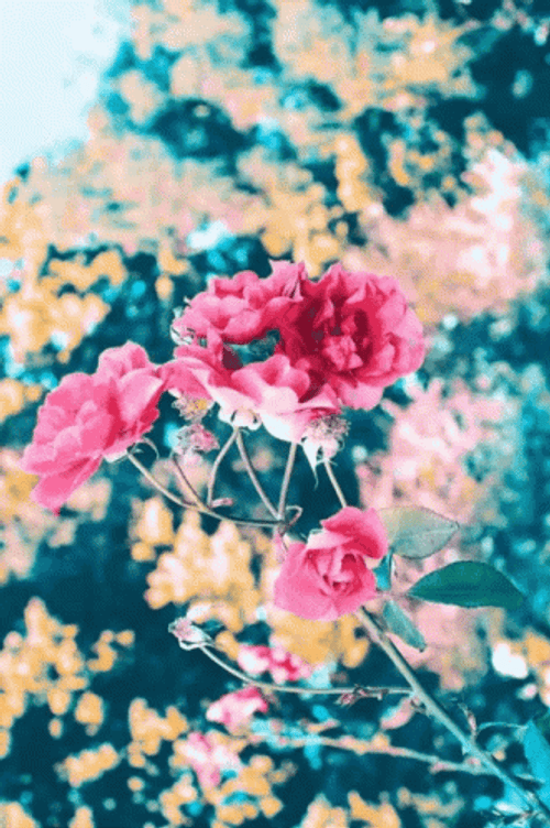 Colorful Tumblr Flower Moving GIF