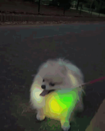 Colorful White Pomeranian Dog GIF