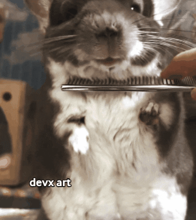 Combing Fluffy Furs Of Chinchilla GIF