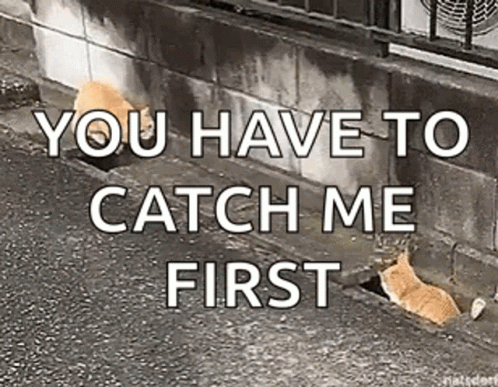 Come And Take It Cat Chasing Game GIF