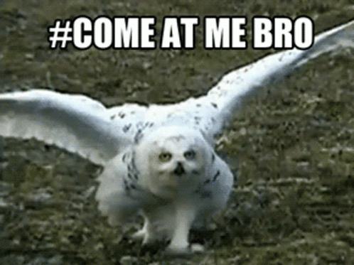 Come At Me Bro Hedwig GIF