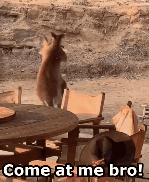 Come At Me Bro Kangaroo GIF