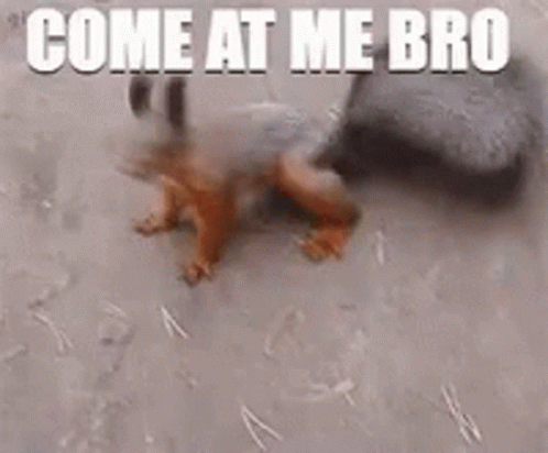 Come At Me Bro Red Squirrel GIF