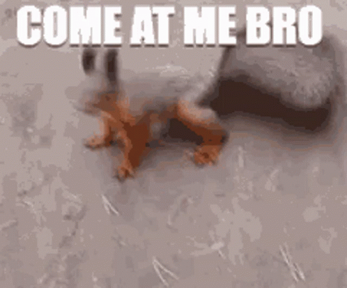 Come At Me Bro Squirrel Meme GIF