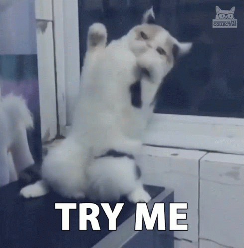 Come At Me Funny Cat Twisted Body GIF