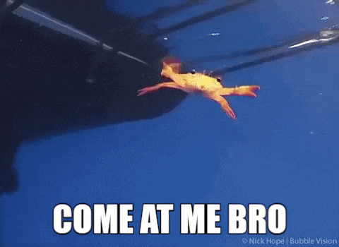 Come At Me Live Crab Attacking GIF