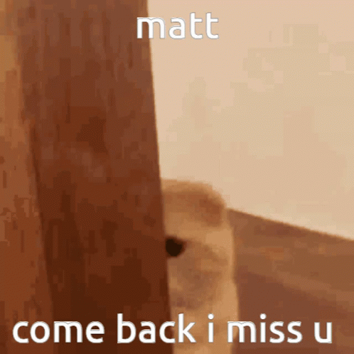 Come Back Cat Miss You Hide And Seek GIF