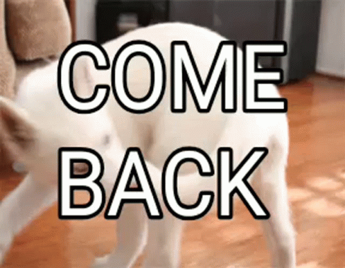 Come Back Funny Dog Spinning GIF