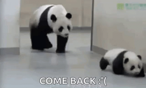 Come Back Panda Mom Animal GIF