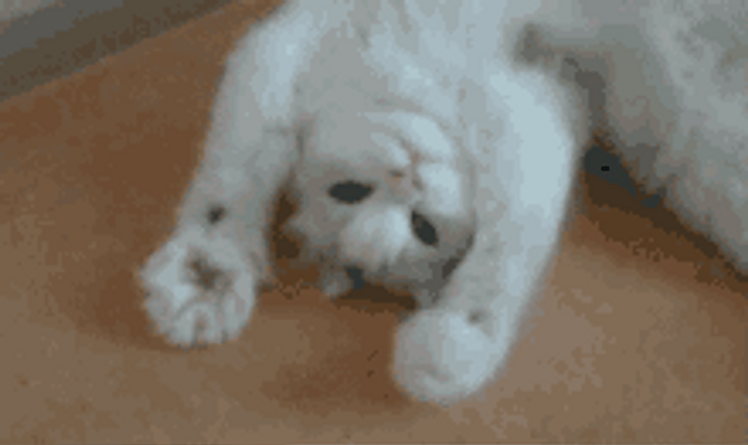 Come Here By Happy Cat Paws GIF