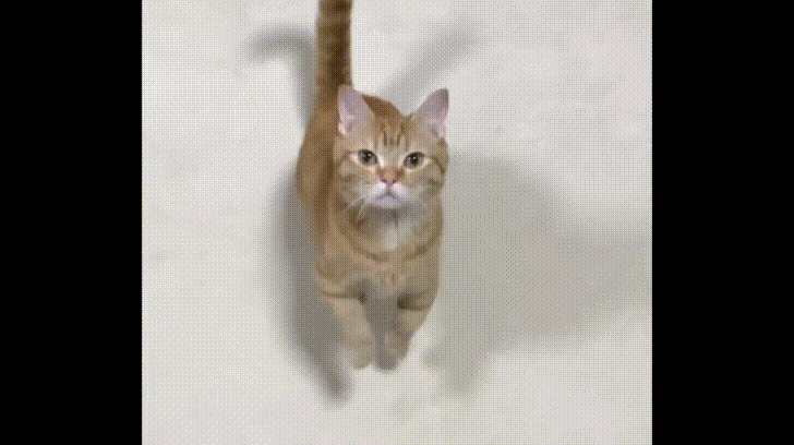 Come Here Cat High Five GIF