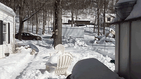 Come Here Catch Dog GIF