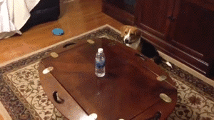 Come Here Dog Reach For Water GIF