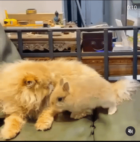 Comfort Hugs 491 X 498 Gif GIF