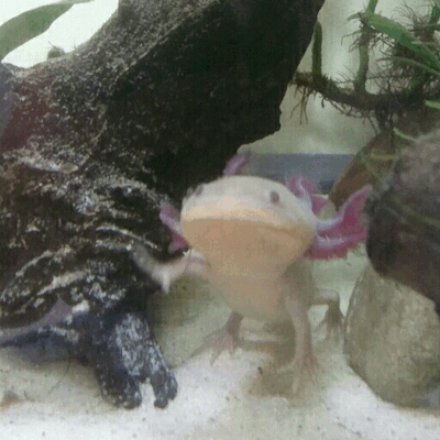 Coming Forward Axolotl GIF