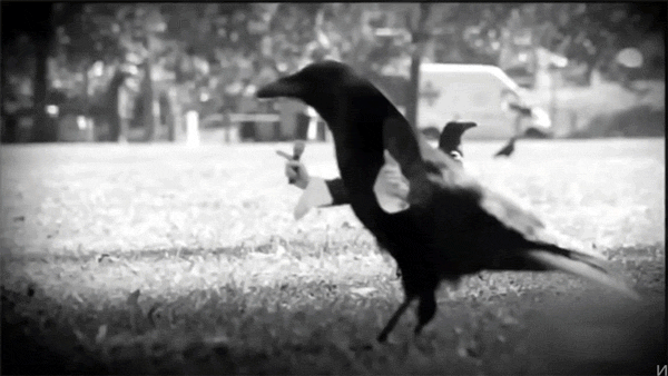 Common Raven Bird Word GIF