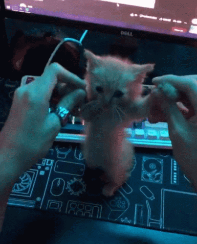 Computer Cat Dancing Meme GIF