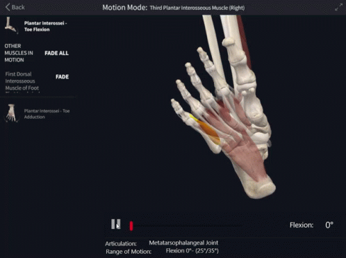 Computer Screen Third Plantar Interosseus Muscle in Motion