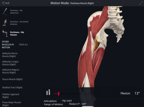 Computer Screen With Skeleton And Muscles Motion Mode GIF