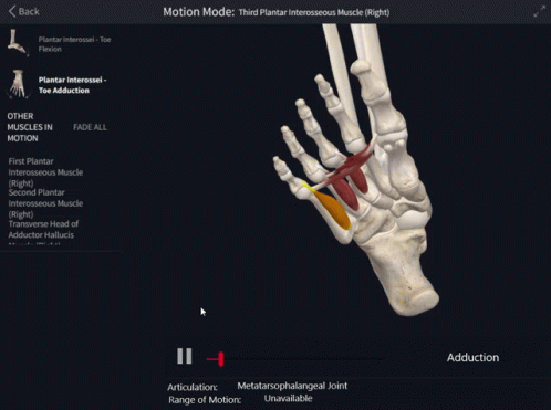 Computer Screen With Third Plantar Interosseus Muscle in Motion