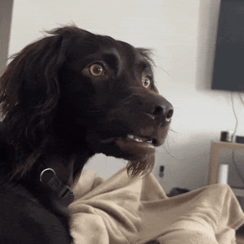 Confuse Face Funny Dog Meme GIF