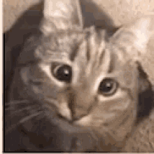 Confused Cat Crossed Eyed And Smirking GIF