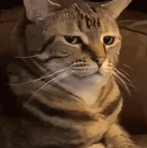 Confused Cat Face For Real GIF