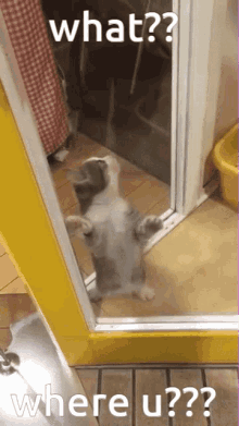 Confused Cat Following What's Moving At Ceiling GIF