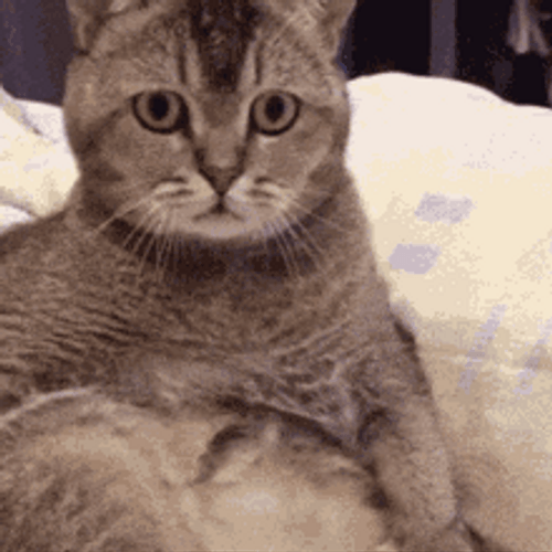 confused-cat-taking-double-look-dp8coysbh0qfqx8j.gif