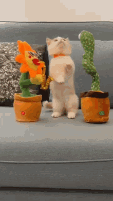Confused Cat Trying To Touch The Toys GIF