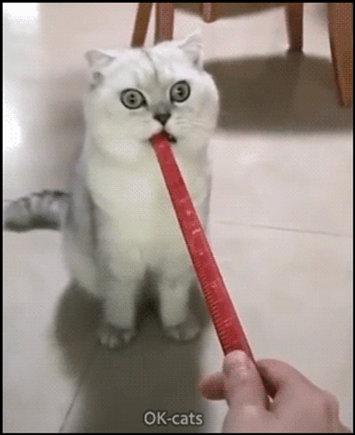 Confused Cat Whatcha Doin GIF