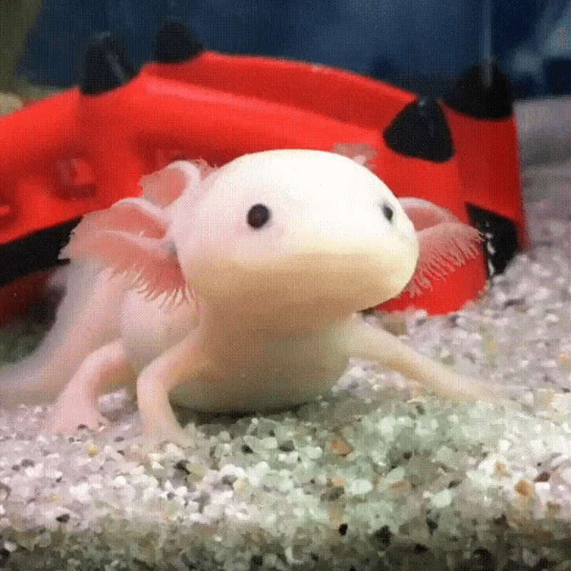 Confused Cute Axolotl GIF