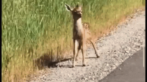 Confused Deer Running Back GIF