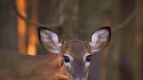Confused Deer Stare GIF