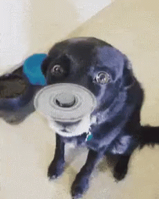 Confused Dog Fidget Spinner In His Nose GIF