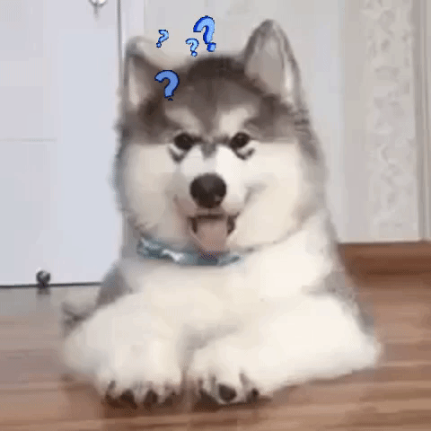 Confused Dog Has A Question GIF