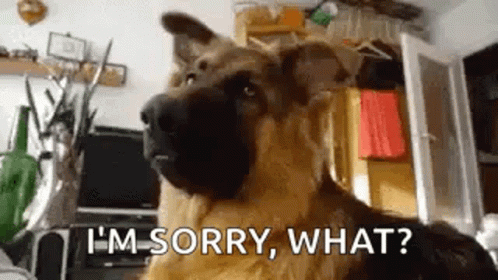 Confused Dog Im Sorry What GIF
