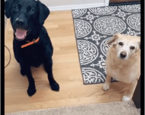 Confused Dog Looking At Each Other GIF