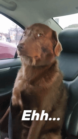 Confused Dog Sitting In The Car GIF