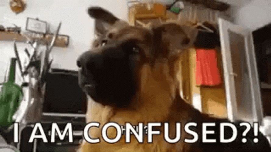 Confused German Shepherd Dog GIF