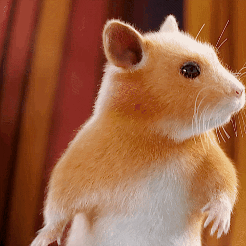 Confused Hamster Dance Feet Taps GIF