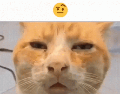 Confused Huh Cat Meme GIF