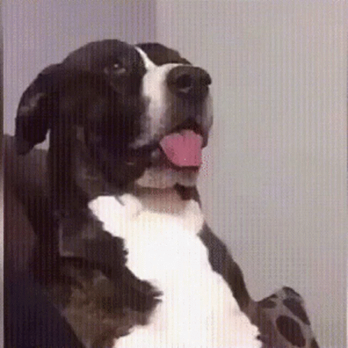Confused Look Cute Dog GIF