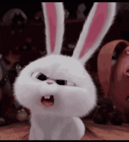 Confused Look Fluffy Bunny GIF