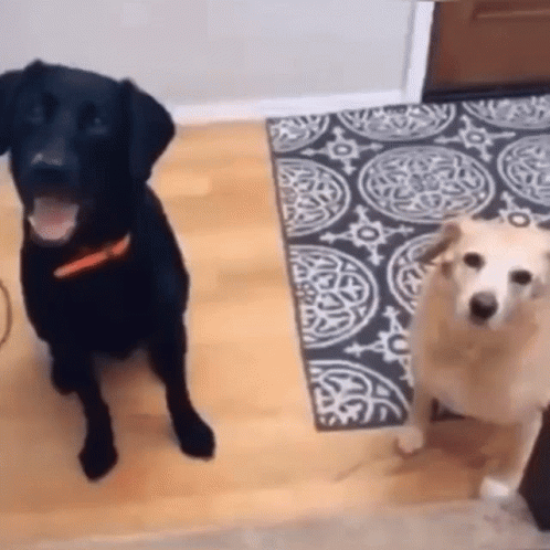 Confused Meme Face Of Dogs GIF