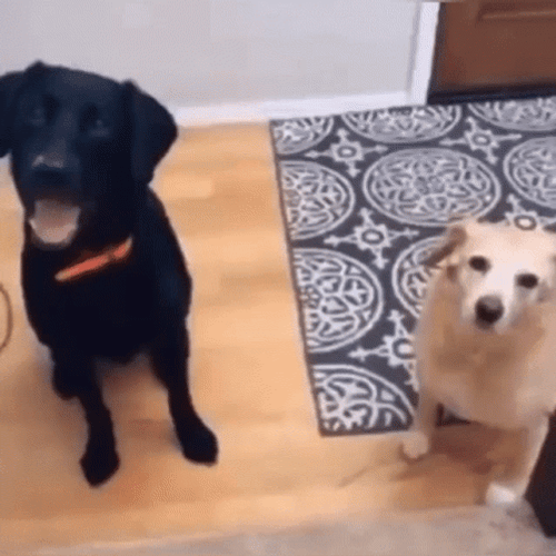 Confused Meme Face Of Dogs GIF