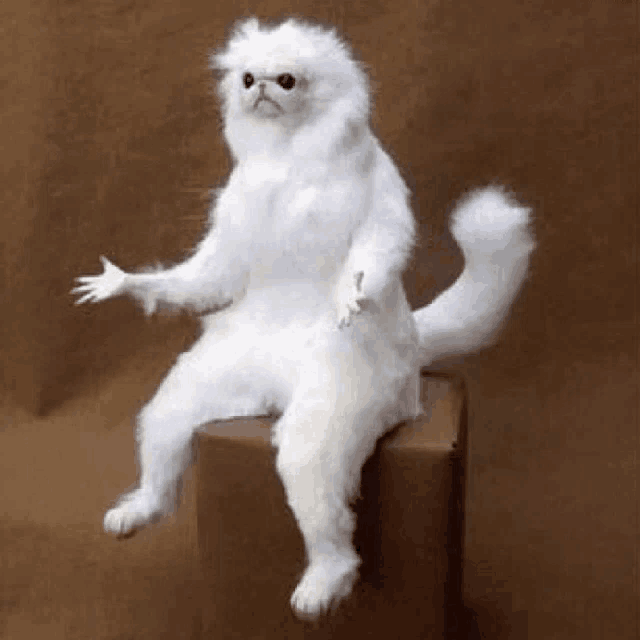 Confused White Persian Guardian Gif GIF