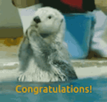 Congrats Clapping Sea Otter GIF
